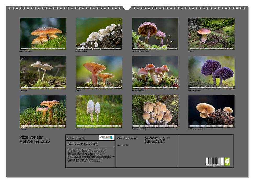 Pilze vor der Makrolinse 2026 (CALVENDO Wandkalender 2026)