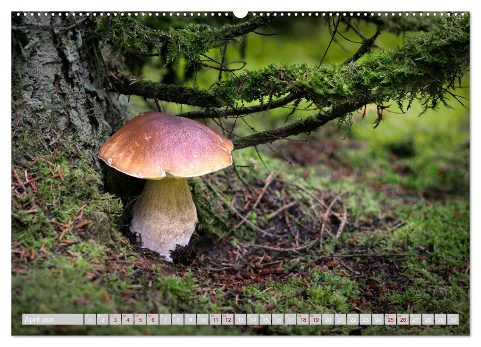 Pilze vor der Makrolinse 2026 (CALVENDO Wandkalender 2026)