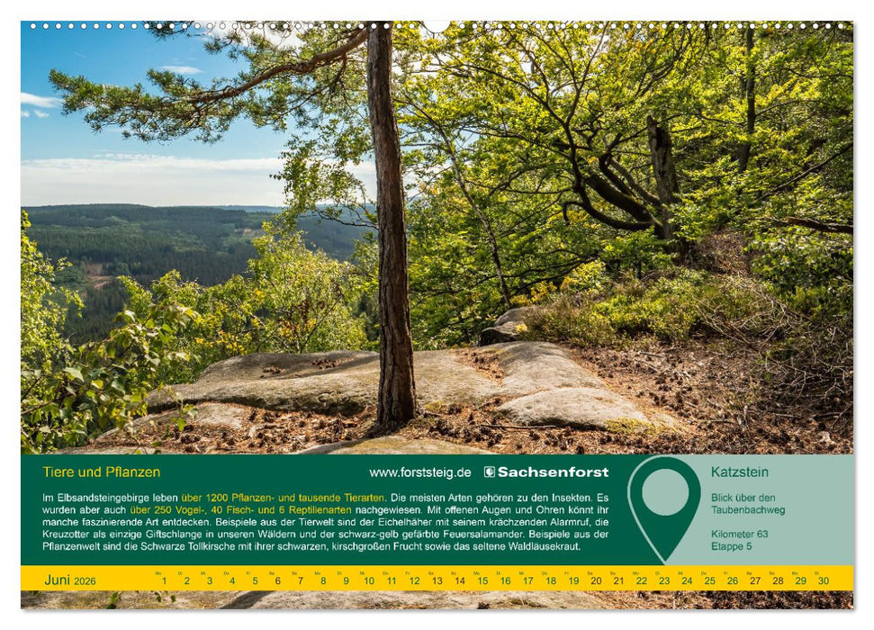 Erlebnis Forststeig Elbsandstein (CALVENDO Wandkalender 2026)