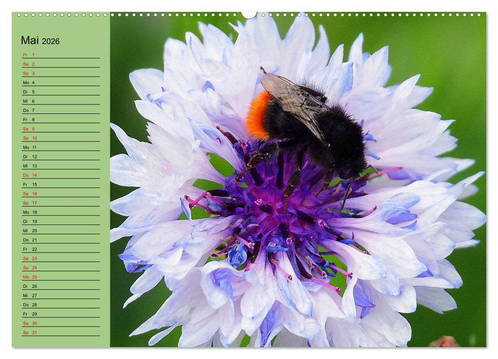 Farbenprächtige Blumenwiese (CALVENDO Wandkalender 2026)