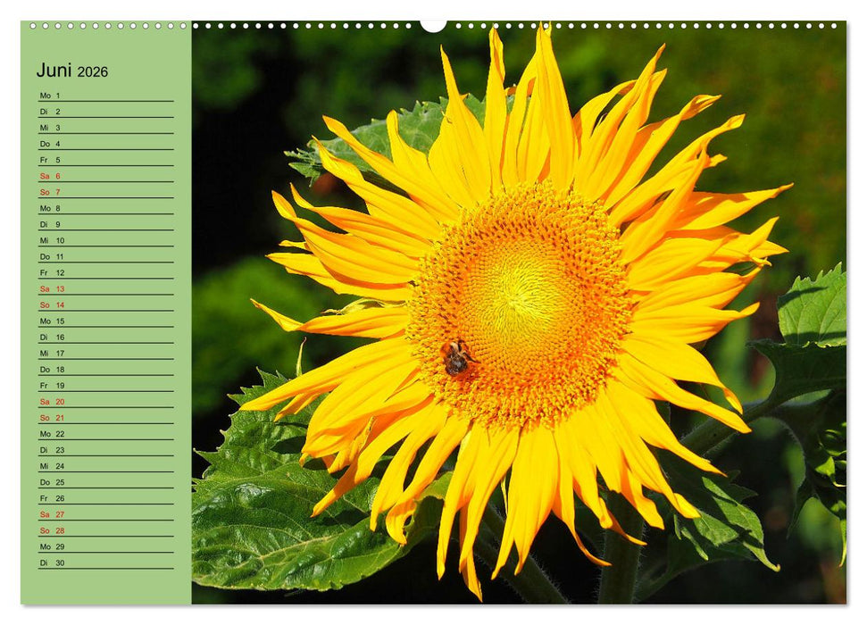 Farbenprächtige Blumenwiese (CALVENDO Wandkalender 2026)