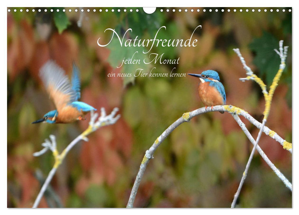 Naturfreunde, jeden Monat ein neues Tier kennen lernen. (CALVENDO Wandkalender 2026)