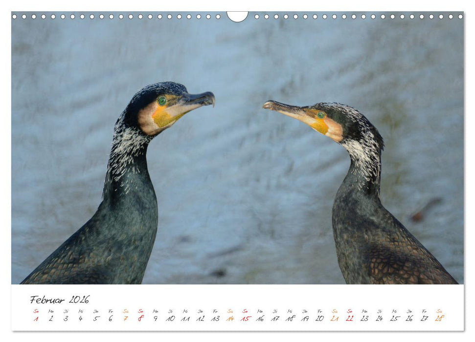 Naturfreunde, jeden Monat ein neues Tier kennen lernen. (CALVENDO Wandkalender 2026)