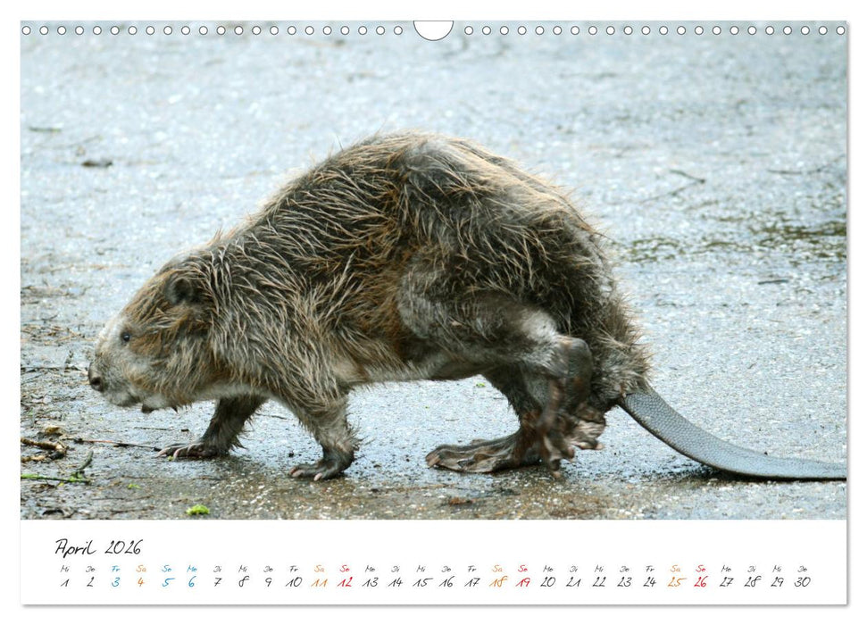 Naturfreunde, jeden Monat ein neues Tier kennen lernen. (CALVENDO Wandkalender 2026)