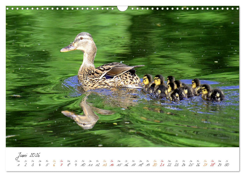 Naturfreunde, jeden Monat ein neues Tier kennen lernen. (CALVENDO Wandkalender 2026)