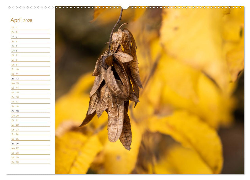 Ein goldenes Jahr - Elbsandstein (CALVENDO Wandkalender 2026)