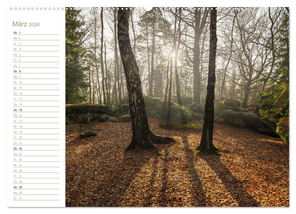 Der Sonne entgegen – Elbsandstein (CALVENDO Wandkalender 2026)