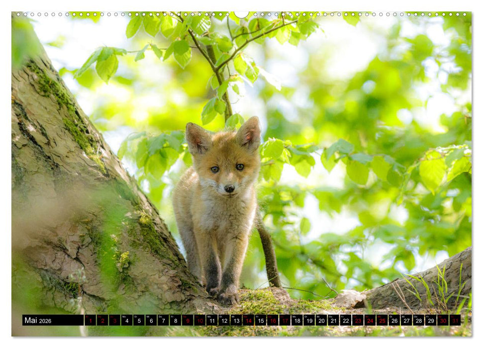 Natur und Tierparadies (CALVENDO Wandkalender 2026)