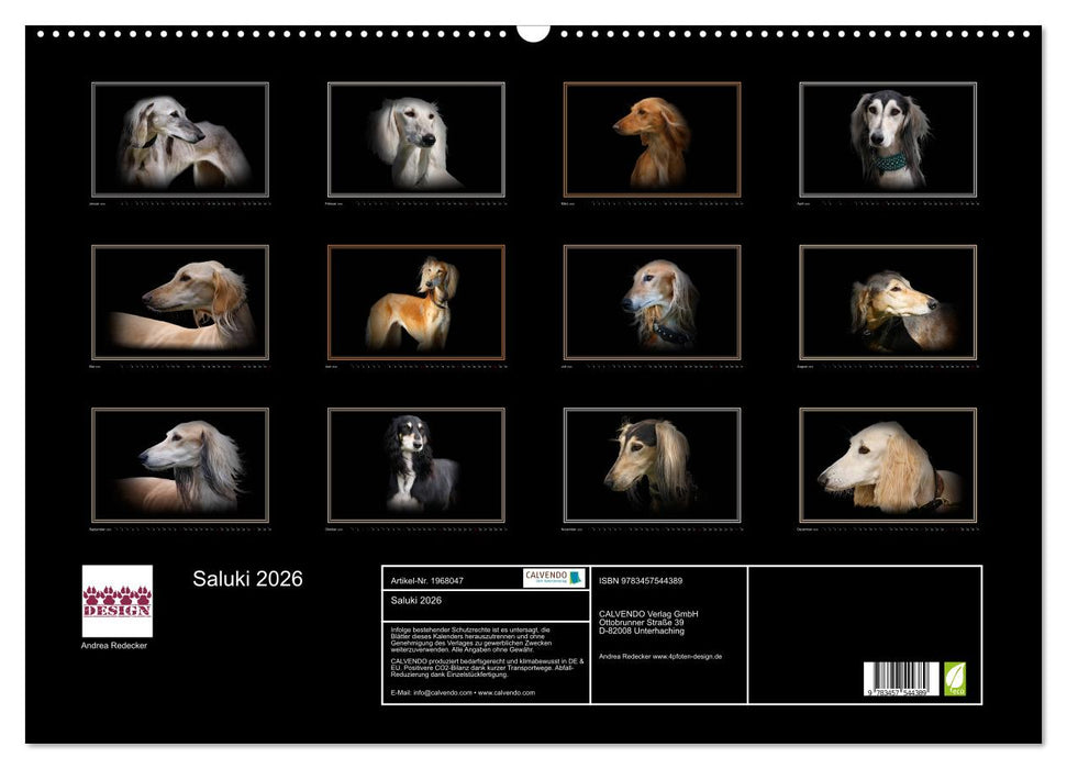 Saluki 2026 (CALVENDO Wandkalender 2026)