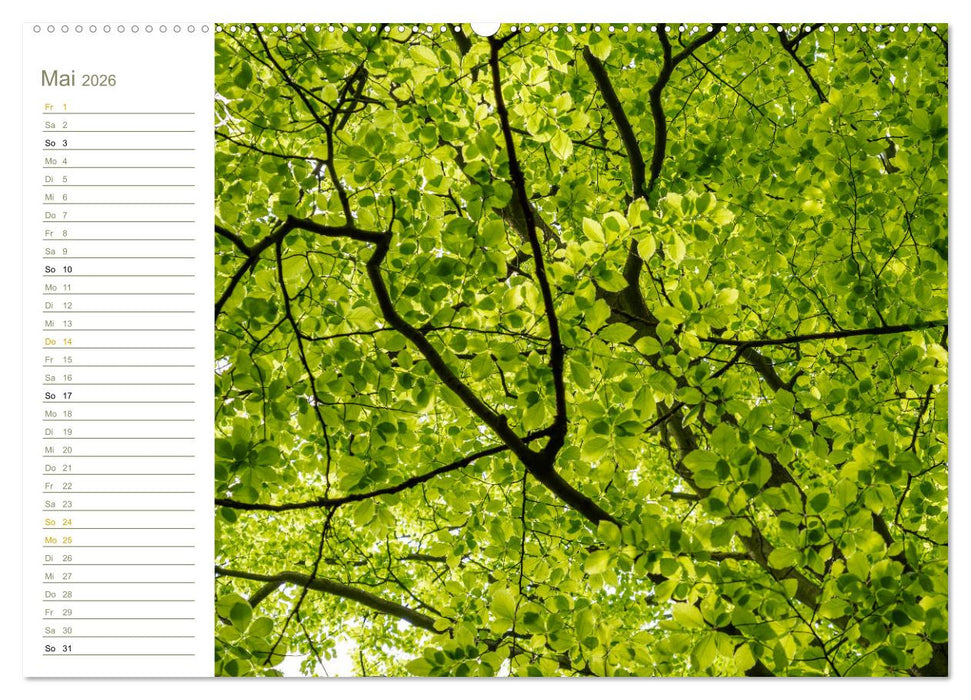 Landschaft Abstrakt - Elbsandstein (CALVENDO Wandkalender 2026)