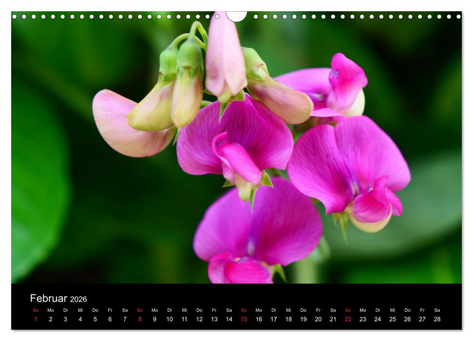 Traum Blumen (CALVENDO Wandkalender 2026)
