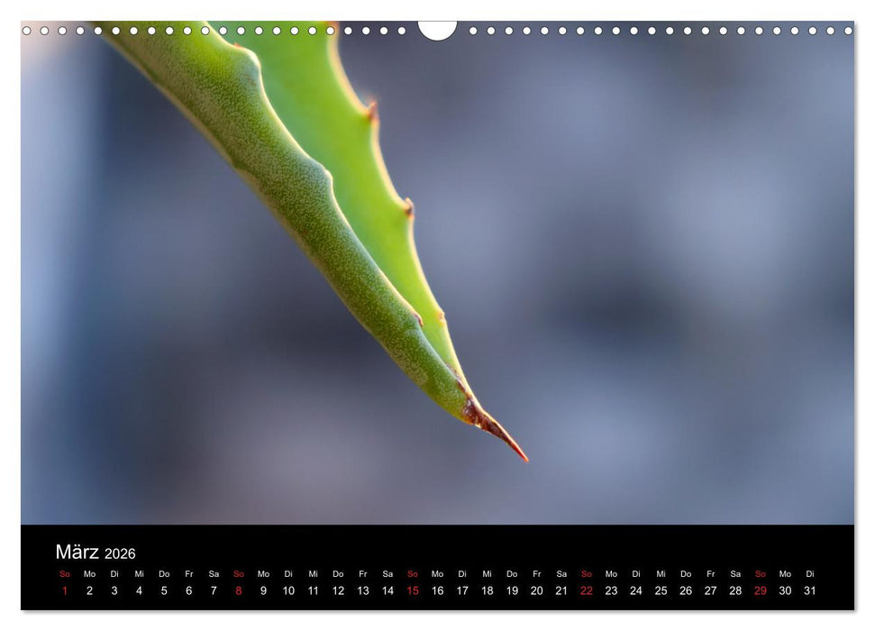 Traum Blumen (CALVENDO Wandkalender 2026)