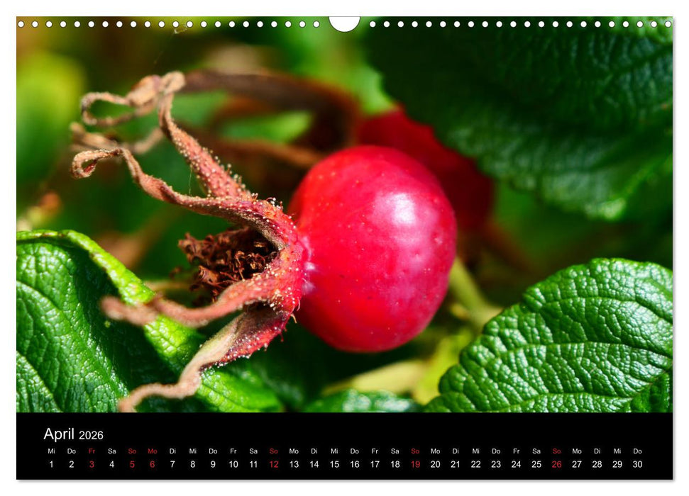 Traum Blumen (CALVENDO Wandkalender 2026)