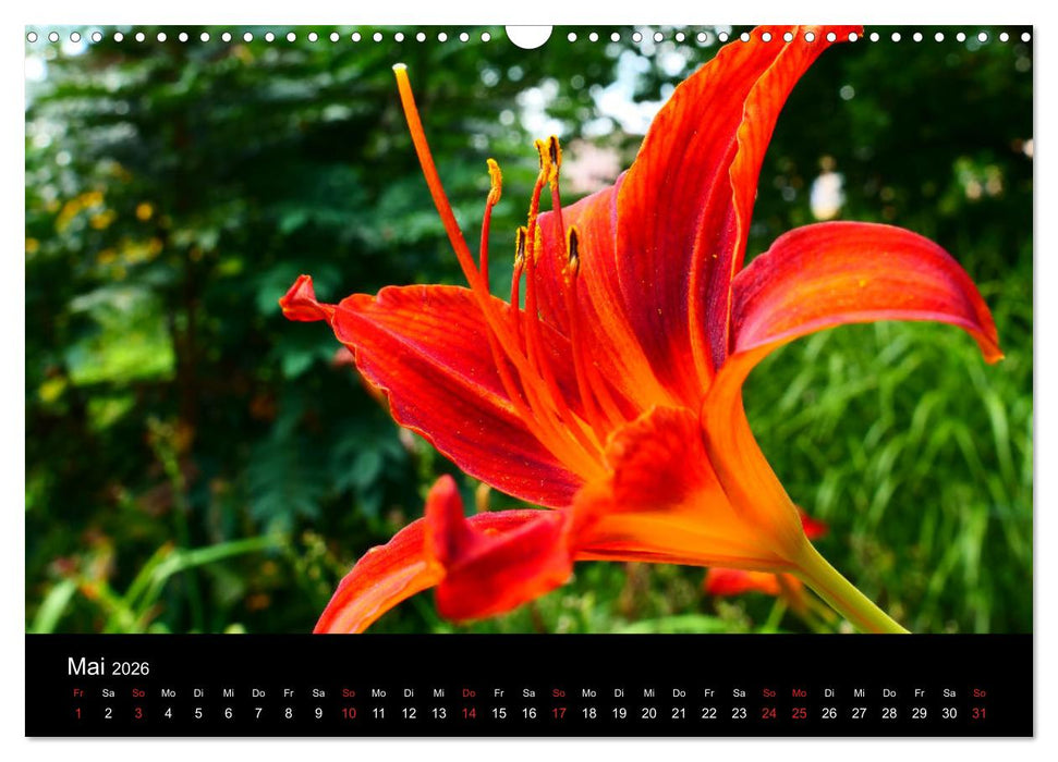 Traum Blumen (CALVENDO Wandkalender 2026)