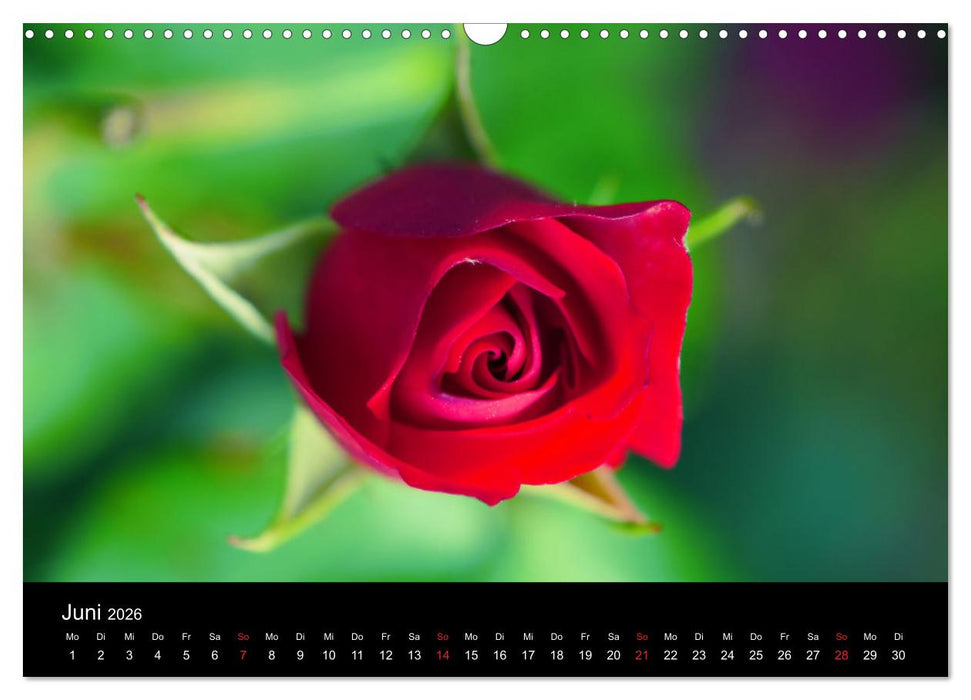 Traum Blumen (CALVENDO Wandkalender 2026)