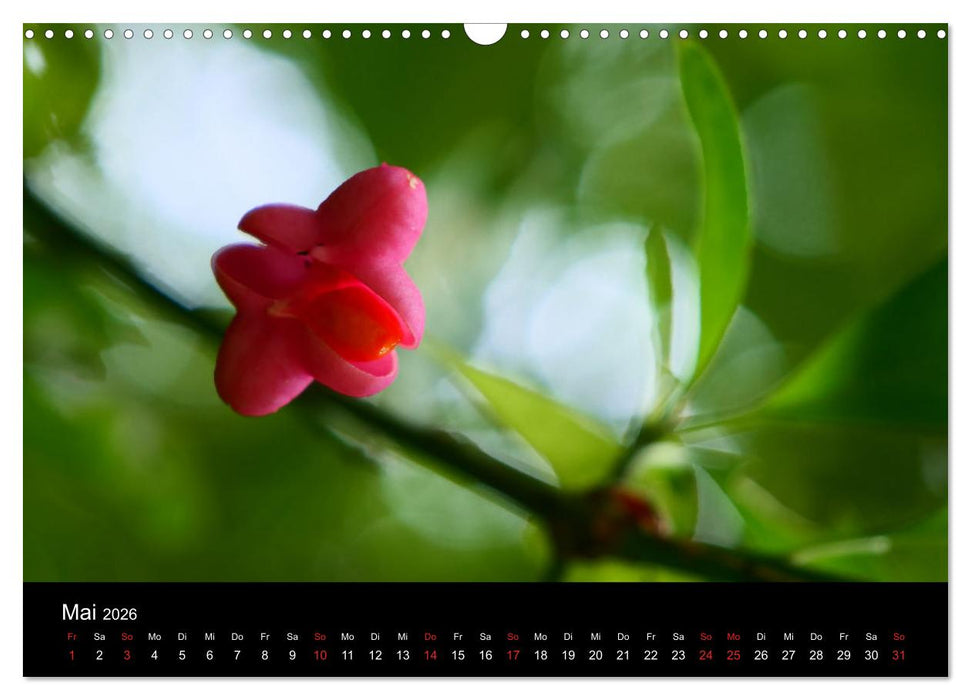 Blumen Träumchen (CALVENDO Wandkalender 2026)