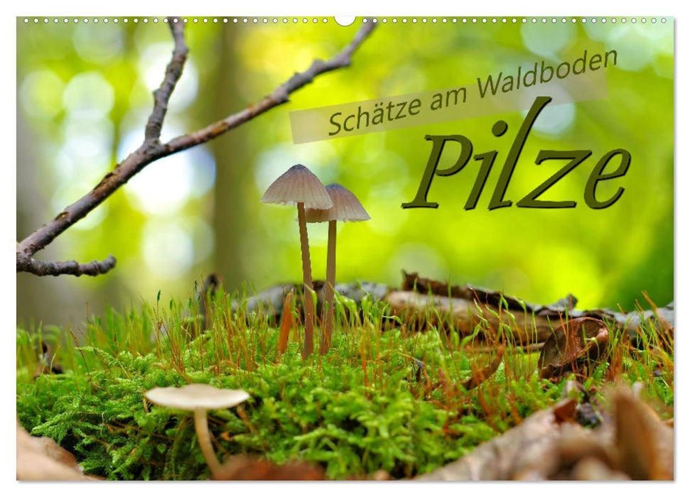 Pilze - Schätze am Waldboden (CALVENDO Wandkalender 2026)