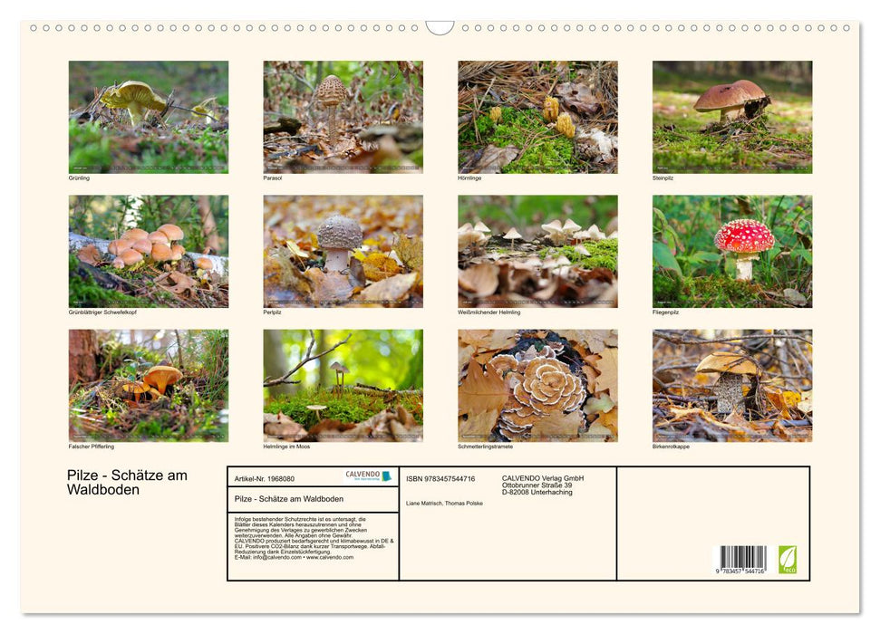 Pilze - Schätze am Waldboden (CALVENDO Wandkalender 2026)