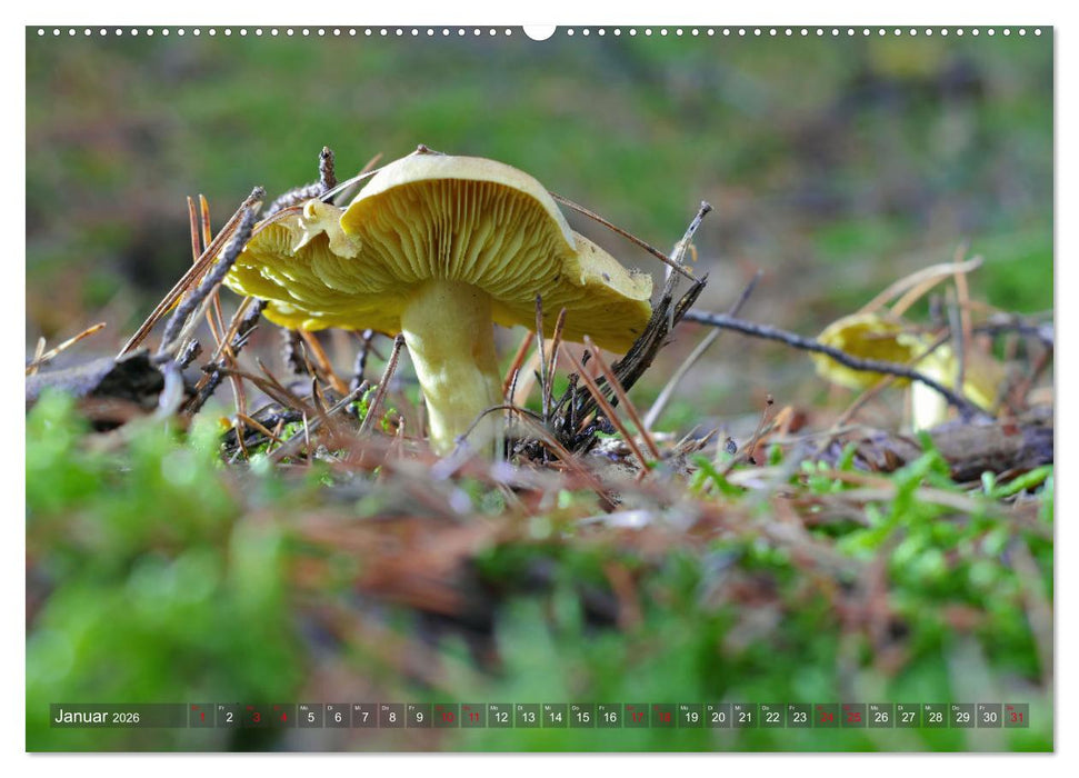 Pilze - Schätze am Waldboden (CALVENDO Wandkalender 2026)