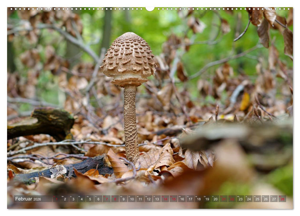 Pilze - Schätze am Waldboden (CALVENDO Wandkalender 2026)
