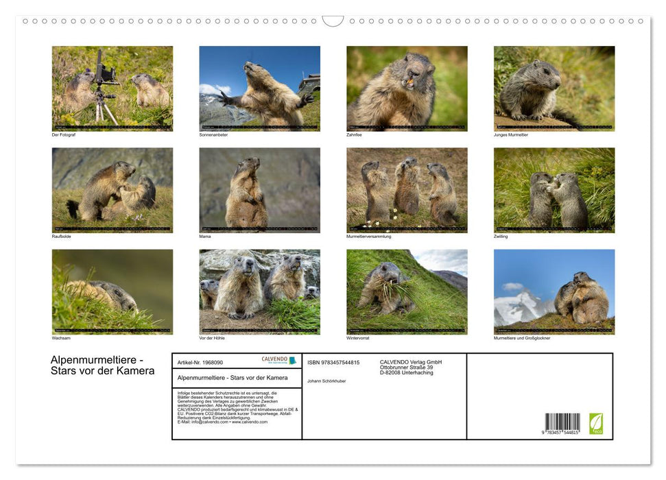 Alpenmurmeltiere - Stars vor der Kamera (CALVENDO Wandkalender 2026)