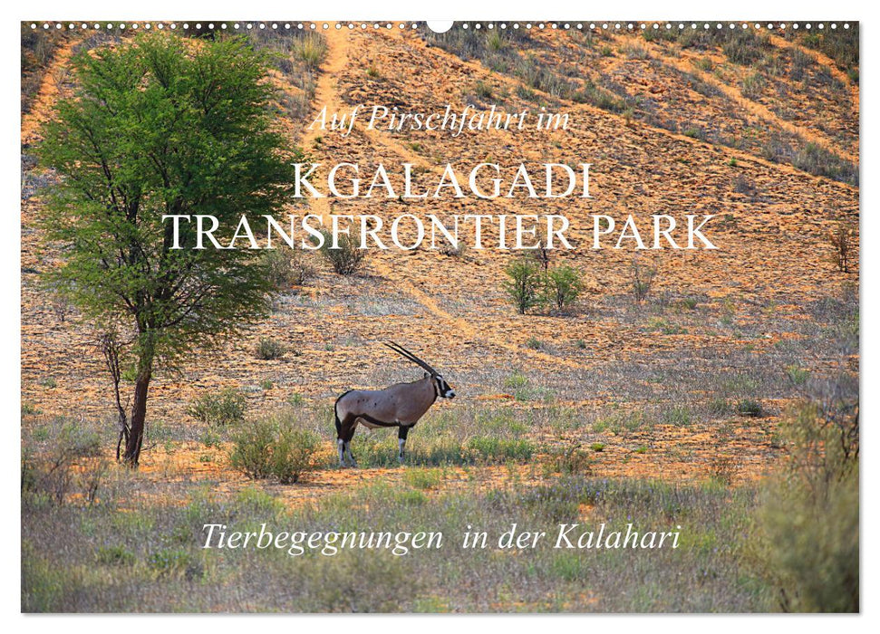 Auf Pirschfahrt im Kgalagadi Transfrontier Park (CALVENDO Wandkalender 2026)