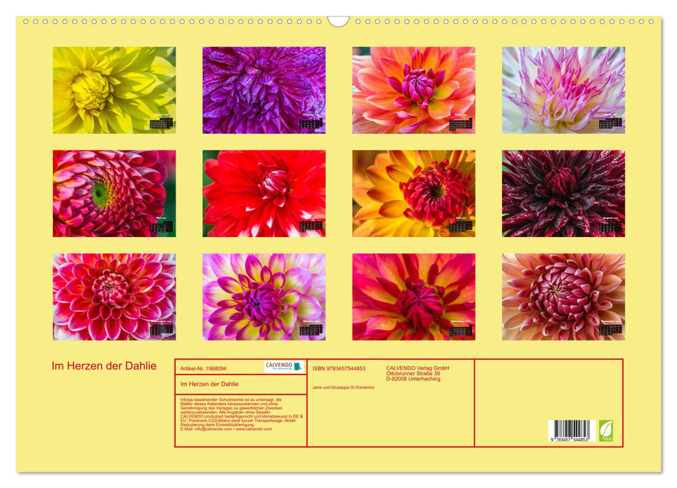 Im Herzen der Dahlie (CALVENDO Wandkalender 2026)