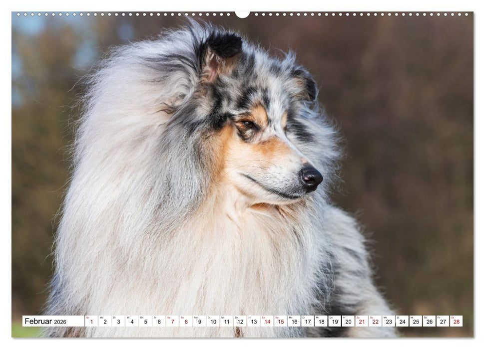 Collies - Eine Liebe für immer und ewig (CALVENDO Premium Wandkalender 2026)