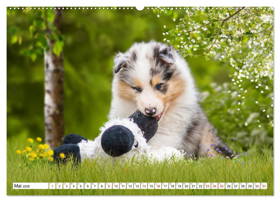 Collies - Eine Liebe für immer und ewig (CALVENDO Premium Wandkalender 2026)