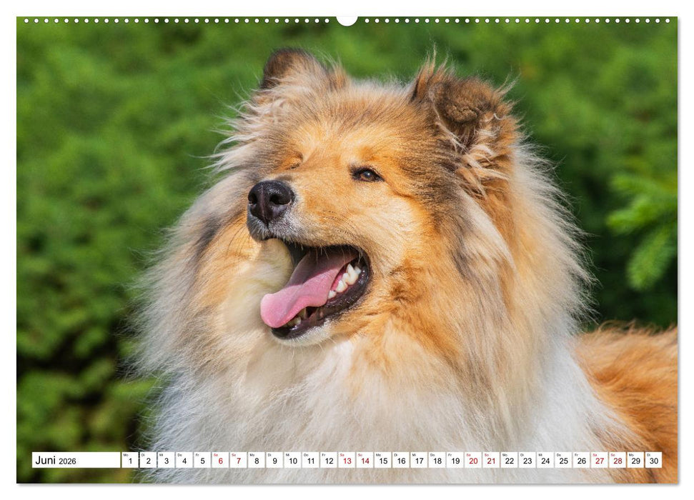 Collies - Eine Liebe für immer und ewig (CALVENDO Premium Wandkalender 2026)