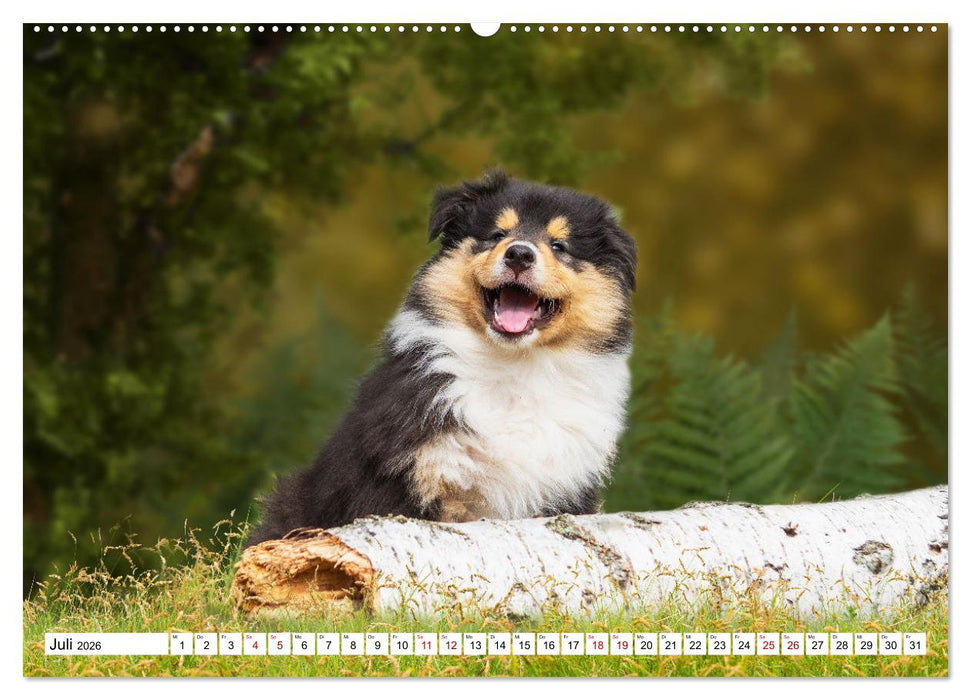 Collies - Eine Liebe für immer und ewig (CALVENDO Premium Wandkalender 2026)