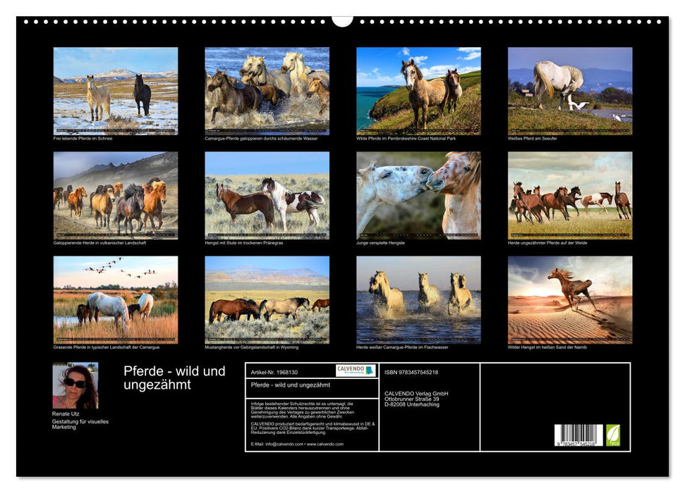 Pferde - wild und ungezähmt (CALVENDO Wandkalender 2026)