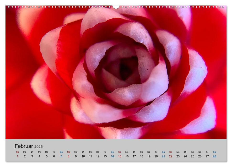 Max Macro (CALVENDO Wandkalender 2026)