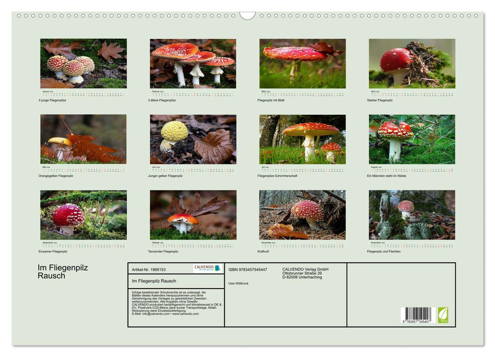 Im Fliegenpilz Rausch (CALVENDO Wandkalender 2026)