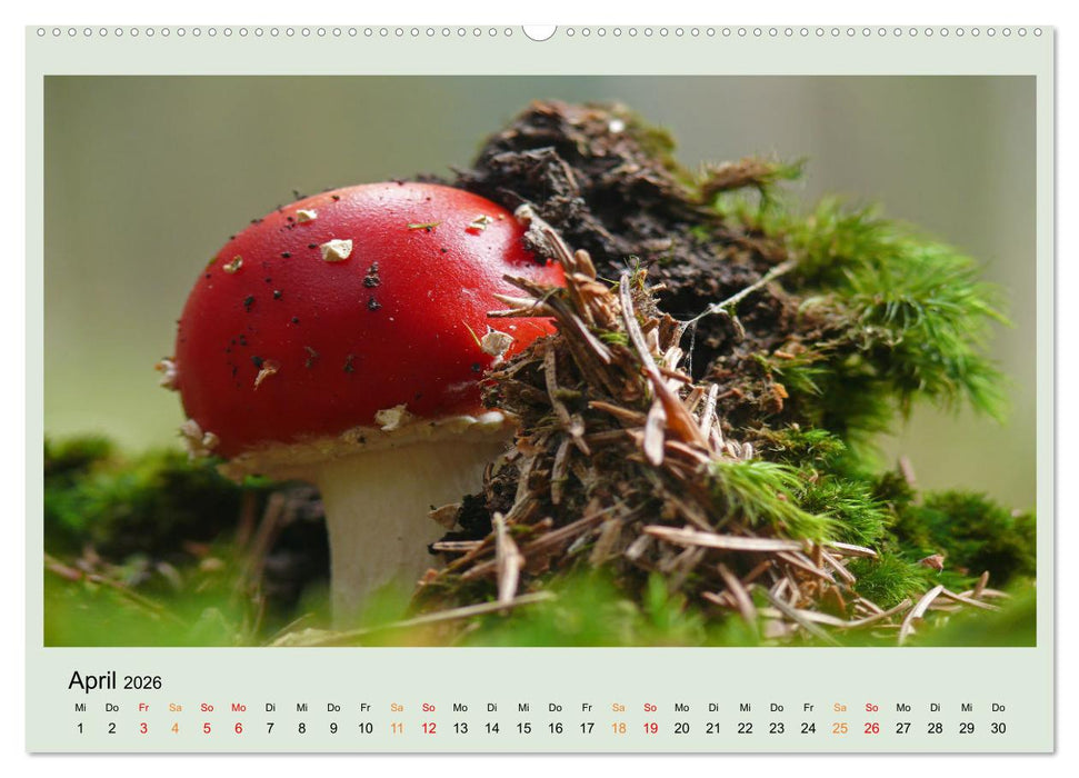 Im Fliegenpilz Rausch (CALVENDO Wandkalender 2026)