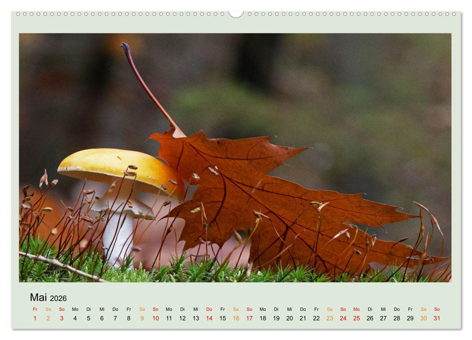 Im Fliegenpilz Rausch (CALVENDO Wandkalender 2026)