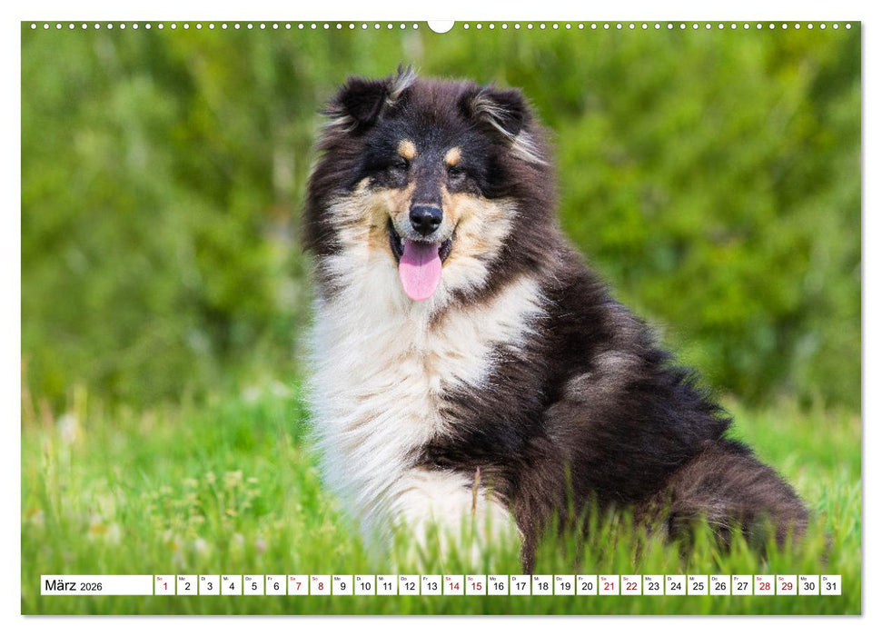 Collies - Eine Liebe für immer und ewig (CALVENDO Wandkalender 2026)