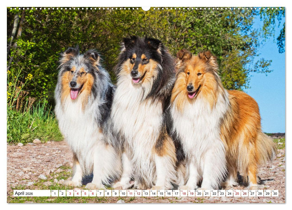 Collies - Eine Liebe für immer und ewig (CALVENDO Wandkalender 2026)