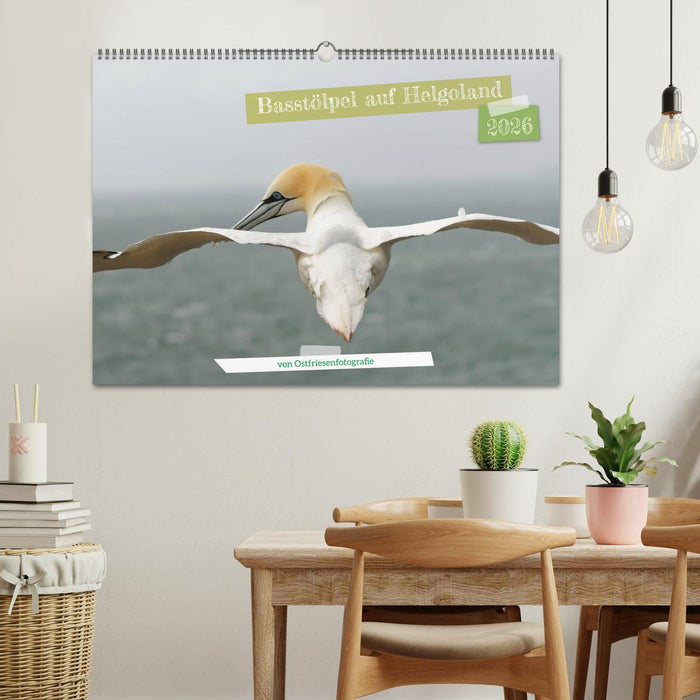 Basstölpel auf Helgoland - von Ostfriesenfotografie (CALVENDO Wandkalender 2026)