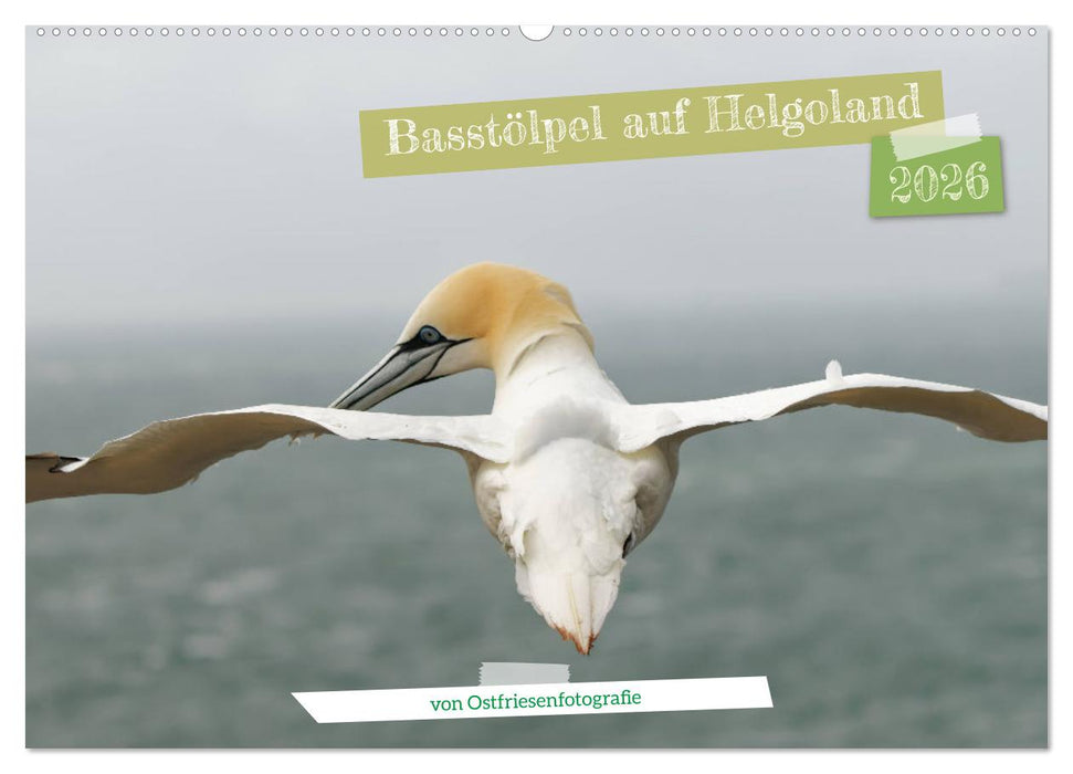 Basstölpel auf Helgoland - von Ostfriesenfotografie (CALVENDO Wandkalender 2026)