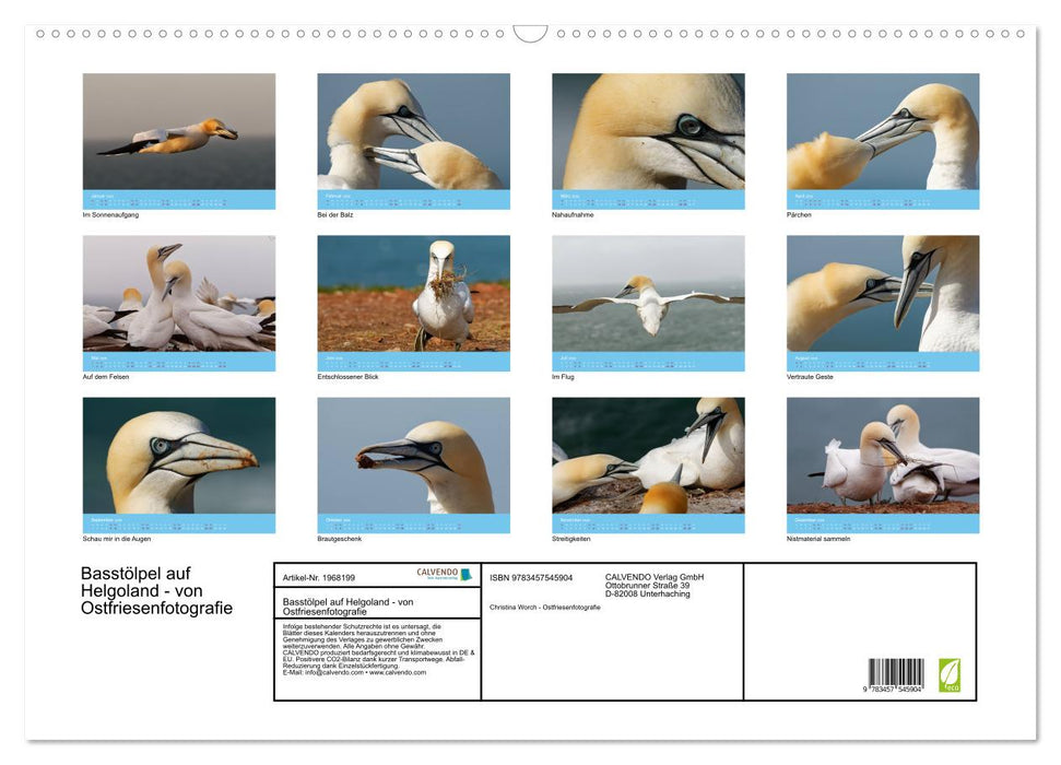 Basstölpel auf Helgoland - von Ostfriesenfotografie (CALVENDO Wandkalender 2026)