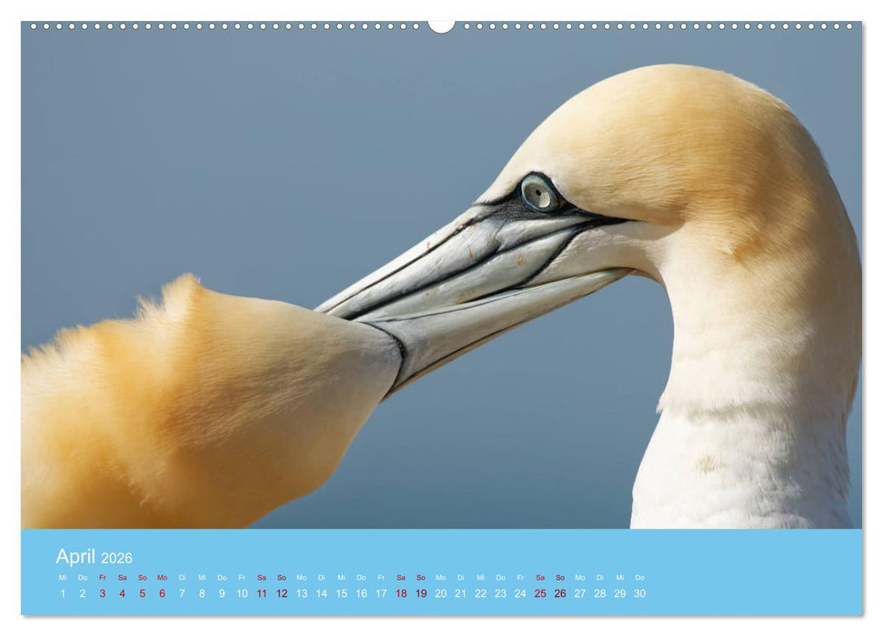 Basstölpel auf Helgoland - von Ostfriesenfotografie (CALVENDO Wandkalender 2026)