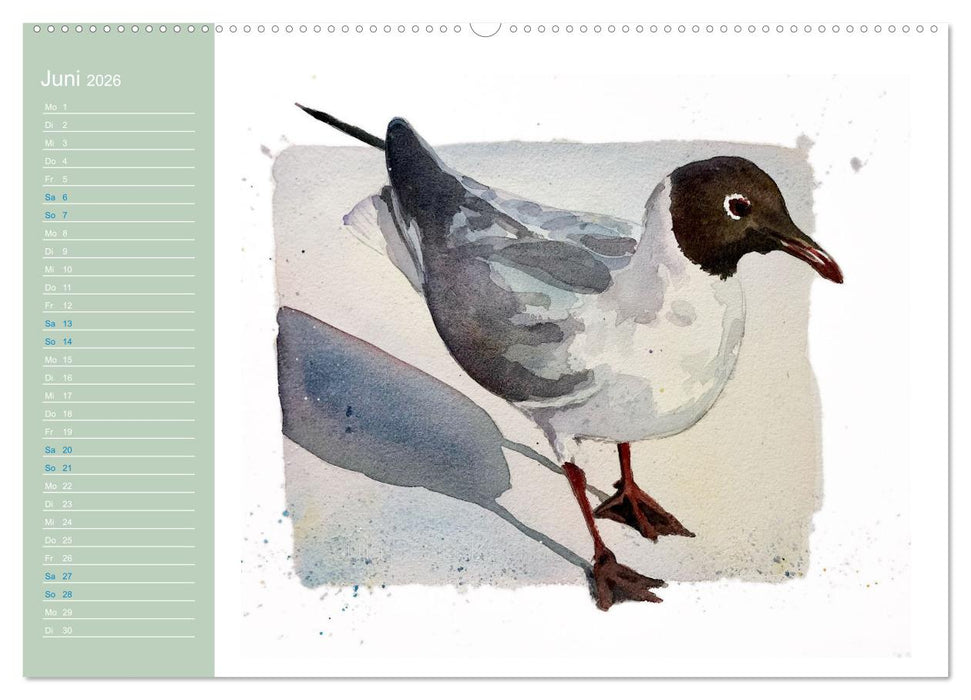 Möwen - Aquarelle von Julia Pasinski (CALVENDO Wandkalender 2026)