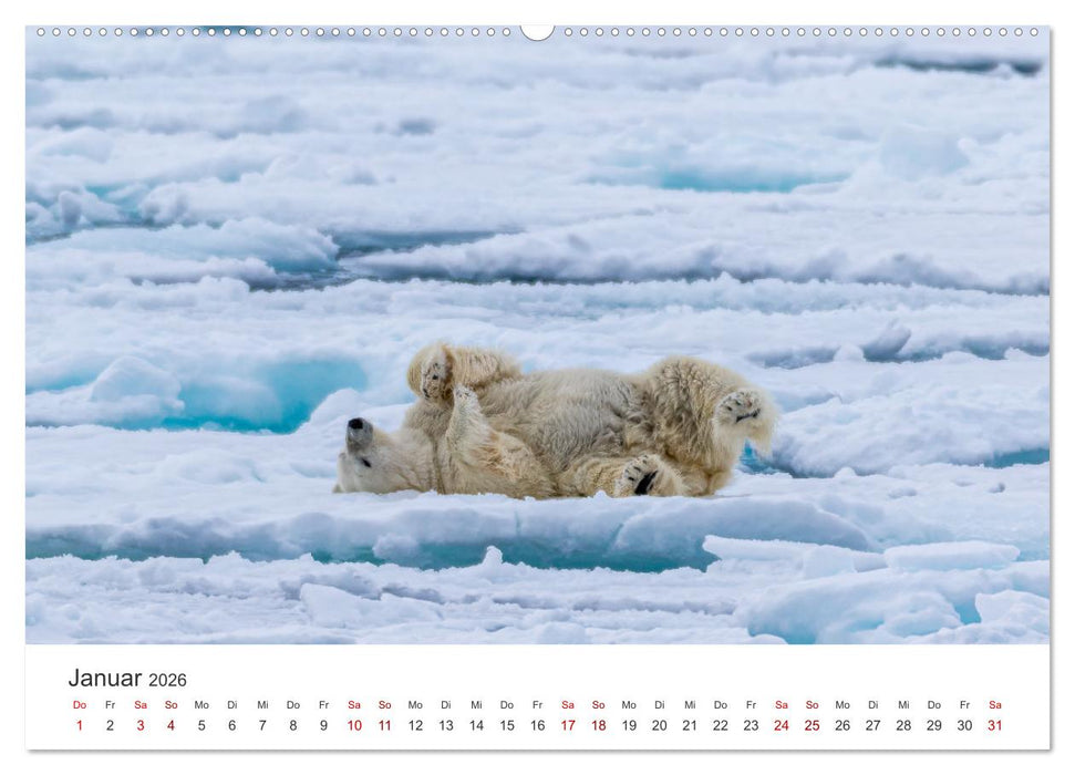 Spitzbergen - Eis, Eisbären und mehr (CALVENDO Wandkalender 2026)