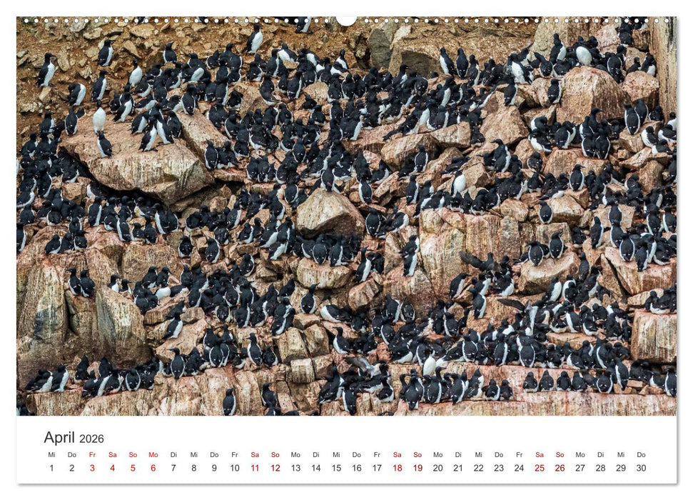 Spitzbergen - Eis, Eisbären und mehr (CALVENDO Wandkalender 2026)