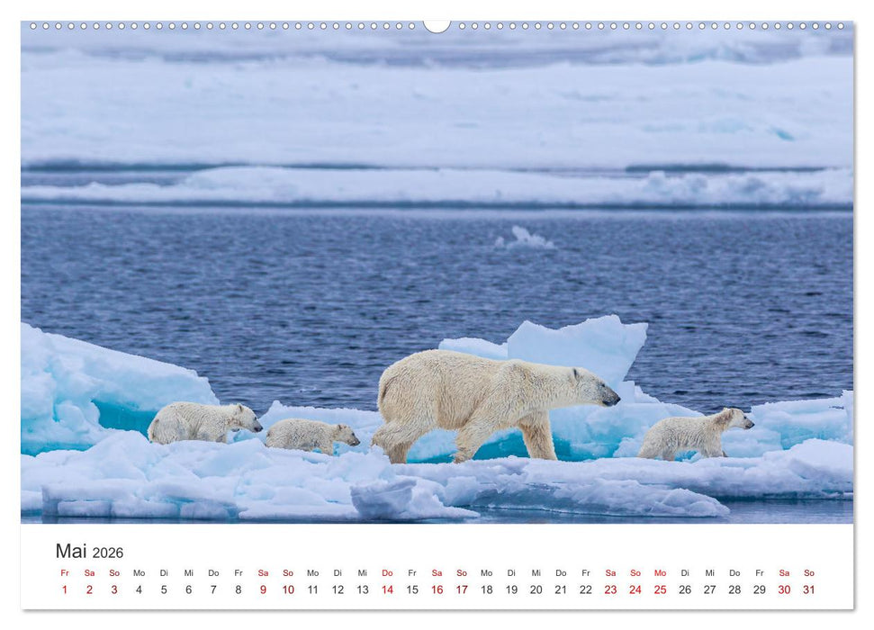 Spitzbergen - Eis, Eisbären und mehr (CALVENDO Wandkalender 2026)