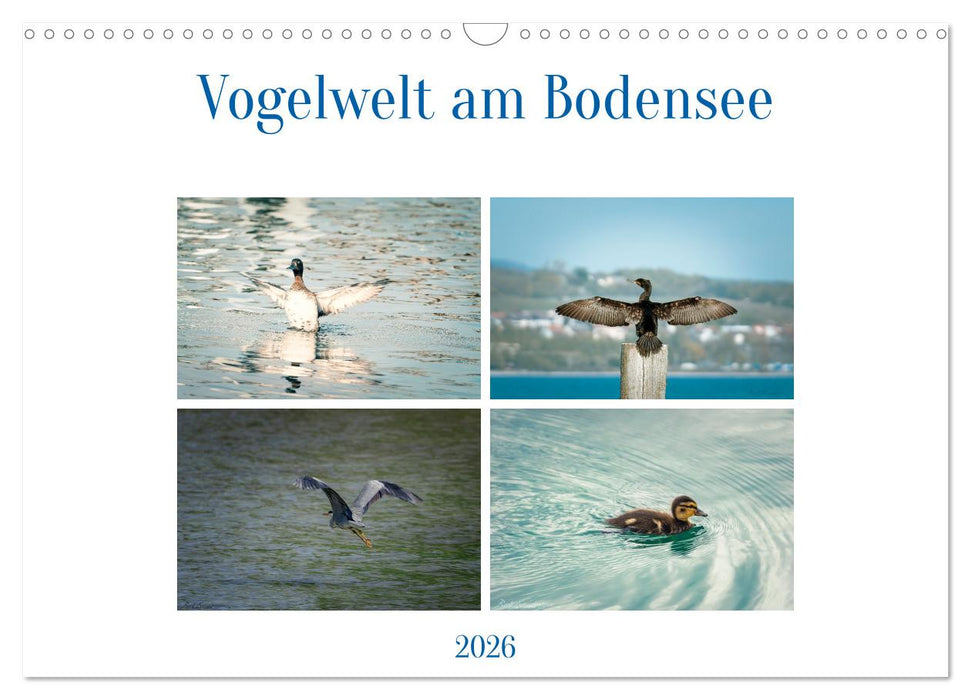 Vogelwelt am Bodensee 2026 (CALVENDO Wandkalender 2026)