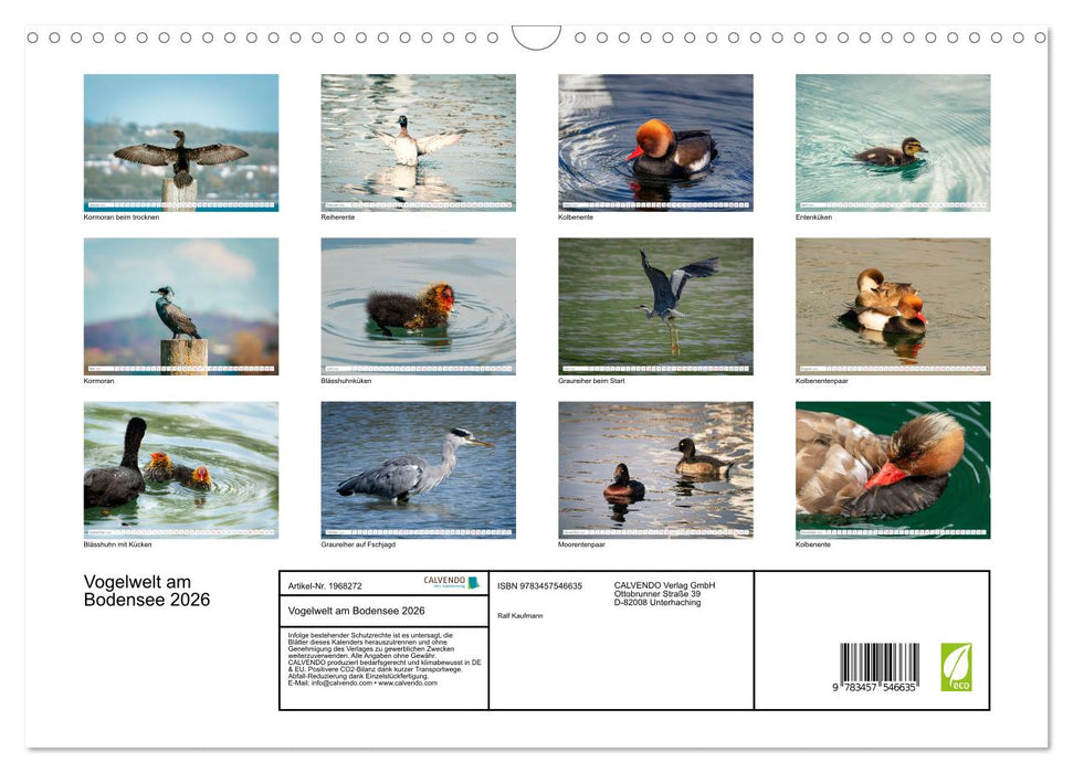 Vogelwelt am Bodensee 2026 (CALVENDO Wandkalender 2026)