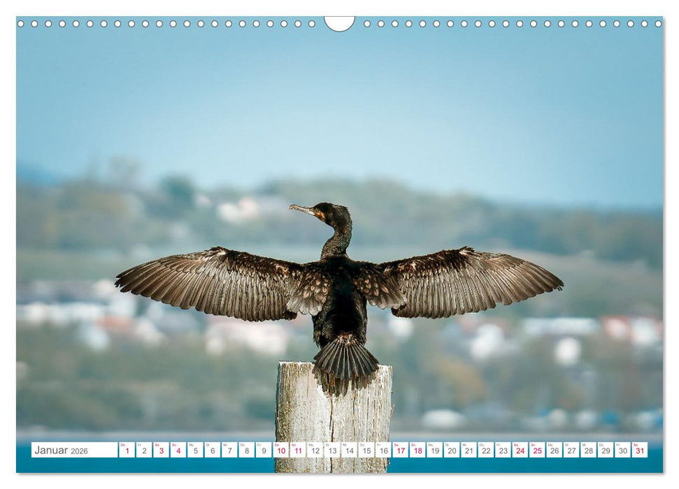 Vogelwelt am Bodensee 2026 (CALVENDO Wandkalender 2026)