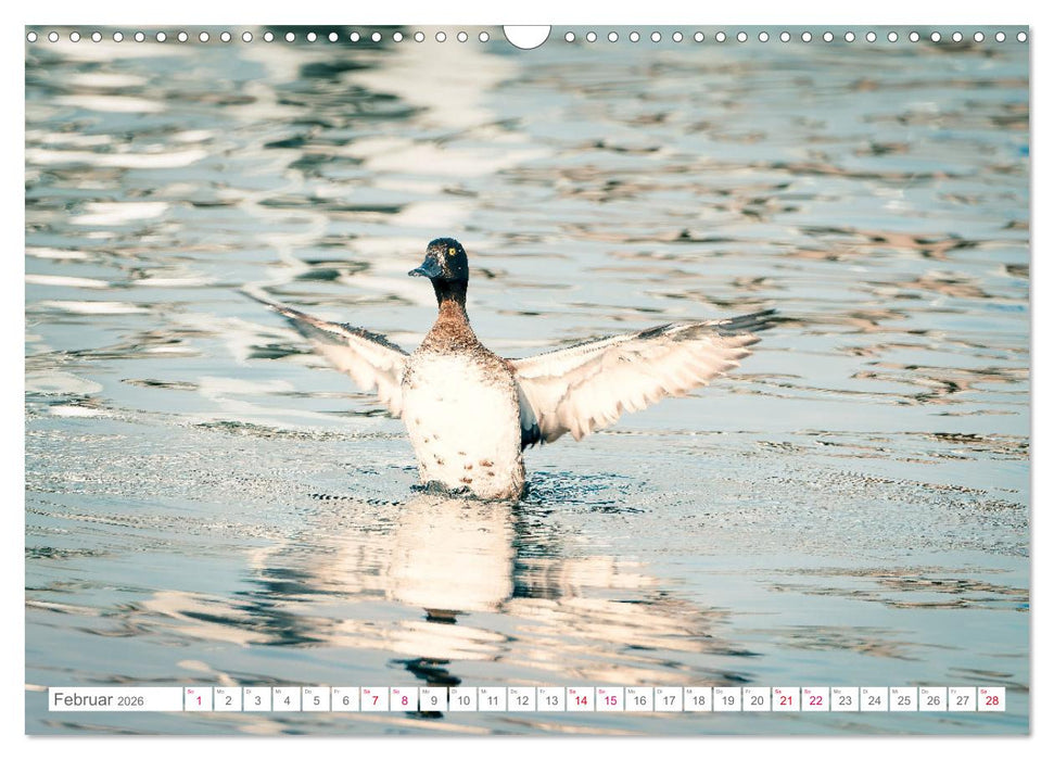 Vogelwelt am Bodensee 2026 (CALVENDO Wandkalender 2026)